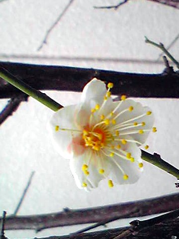 のん梅の開花です