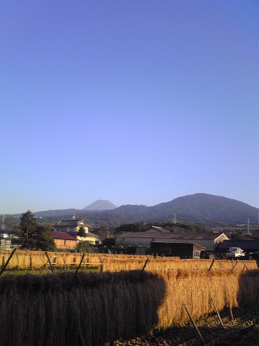 稲刈りと富士山