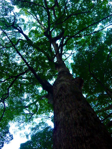 桃澤神社の老木