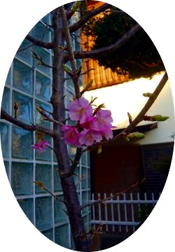 河津アヤ桜の開花